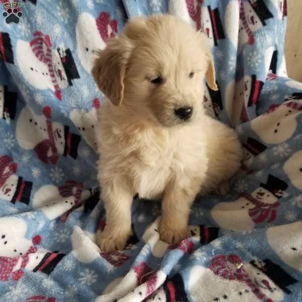 Rocko, English Cream Golden Retriever Puppy